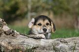 CORGI PEMBROKE 1031